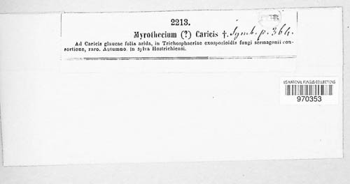 Myrothecium caricis image